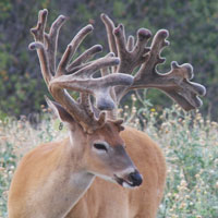 Star Valley Ranch - Trophy Whitetails