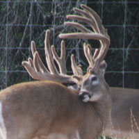 Star Valley Ranch - Trophy Whitetails